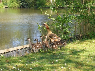 Nilgans mit Jungen