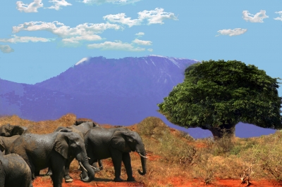 Der Traum jedes Safari-Teilnehmers