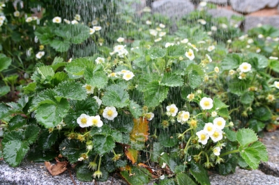 Erdbeeren beim giessen