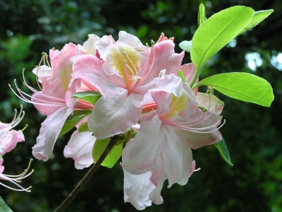 Rhododendron Exbury-Hybride 'Pink Delight'
