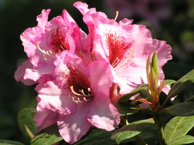 rot-rosa kleinere Rhododendronblüte im Licht