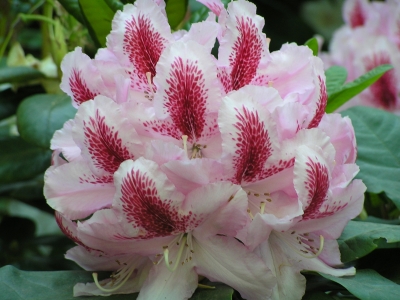 Rhododendronblüte mit leuchtend roter Zeichnung