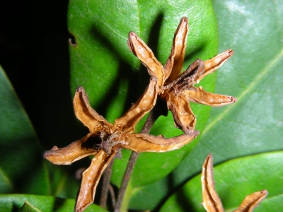 Rhododendron - Samenstand aus dem Vorjahr