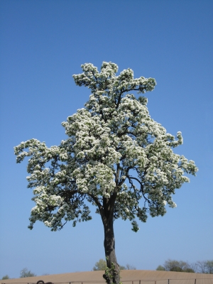 Birnenbaum in voller Blüte