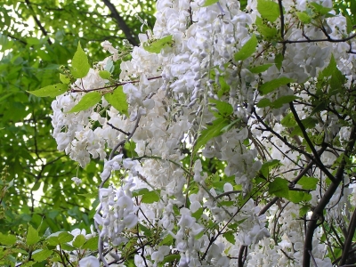 weisser Blauregen (Glyzine o. Wisteria)