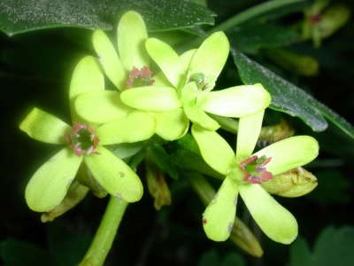 Stachelbeerblüte