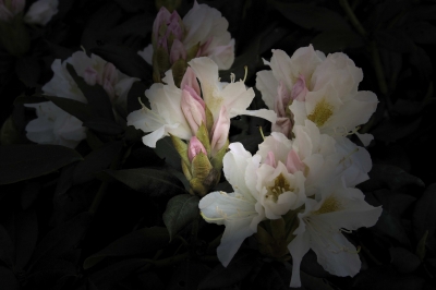 Rhododendronblüten