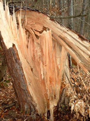 Vom Sturm gefällter Baum