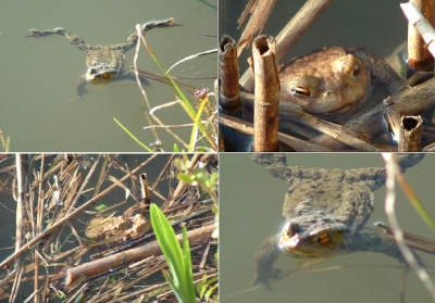 Frösche im Wasser