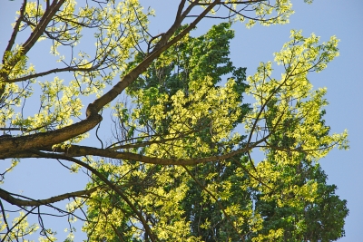 Bäume im Frühling