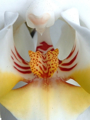 Das Innenleben einer Orchidee