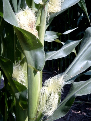 Maispflanze Detail