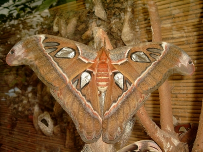 Riesen-Schmetterling