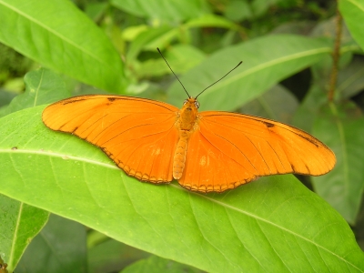 Butterfly , orange