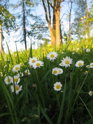 Gänseblümchen 2