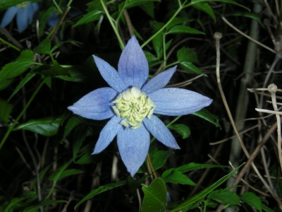 Clematis Montana