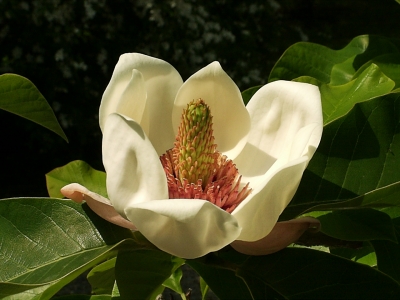 Magnolienblüte