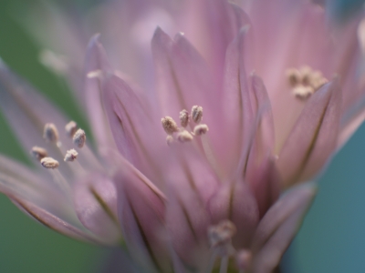 Schnittlauchblüte Detail