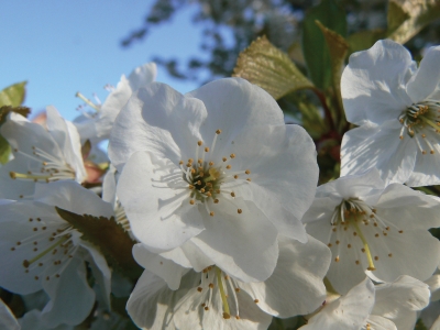 Kirschblüte 1