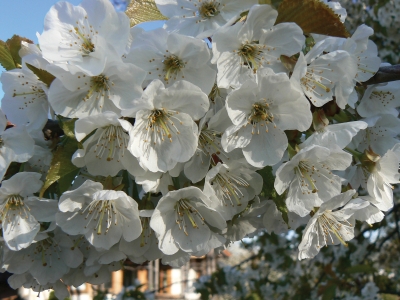 Kirschblüte 3