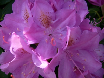 Rhododendronblüte 2