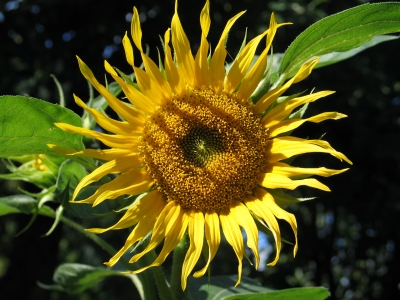 Sonnenblume