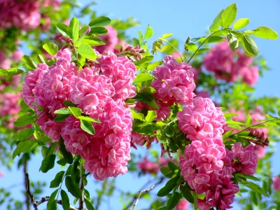 Rubinienblüte