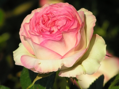 Strauchrosenblüte  'Eden-Rose'