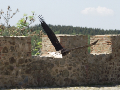 seeadler 1