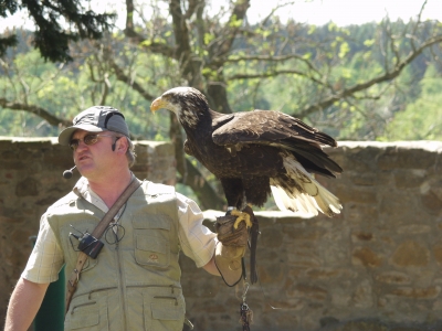 falkner mit jungem seeadler 1