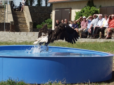 seeadler im flug 1