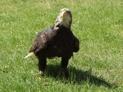 seeadler 3