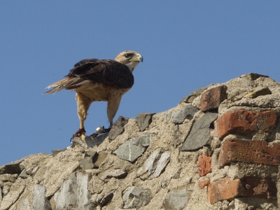 falke auf der mauer 2