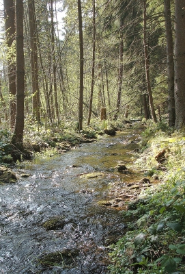 Am Bach3