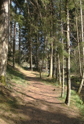 Waldweg1