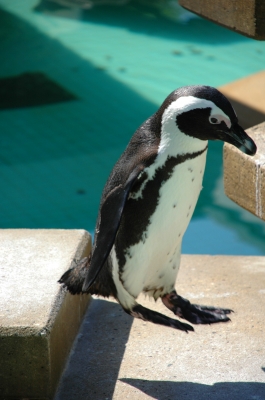 Pingu im Sprung
