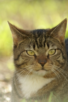 Wacher Blick einer Katze