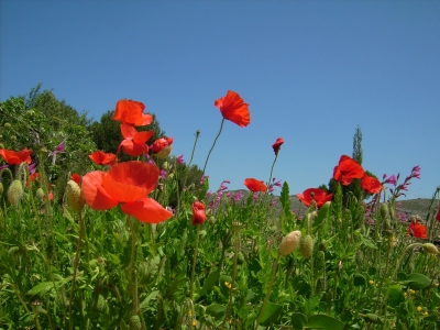 Mohnblumen in Spanien