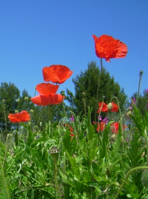 Mohnblumen gen Himmel