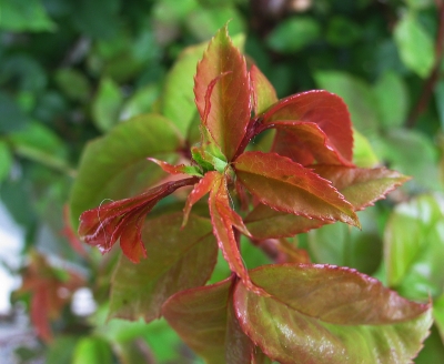 Frische Rosenblätter