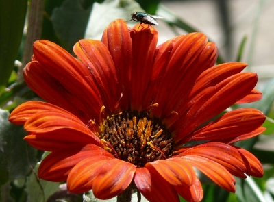 fliege auf blume