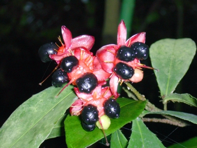 rote Blüte mit schwarzen Samen