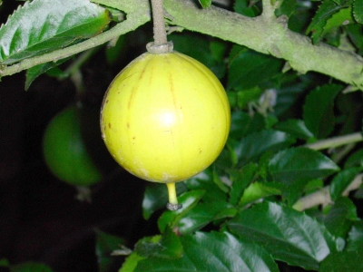 Frucht des Melonenbaumes