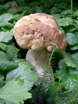 Steinpilz