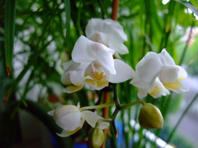 Kleine Orchidee 1