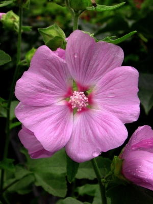 rosa Malvenblüte