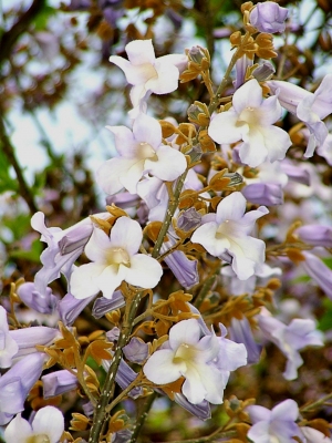 Blüten des Blauglockenbaumes