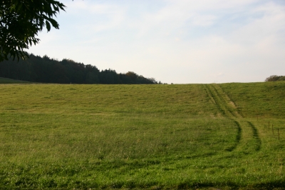 Der Weg im Grünen