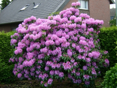 Ein Pracht - Rhododendron