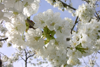 Kirschblüte